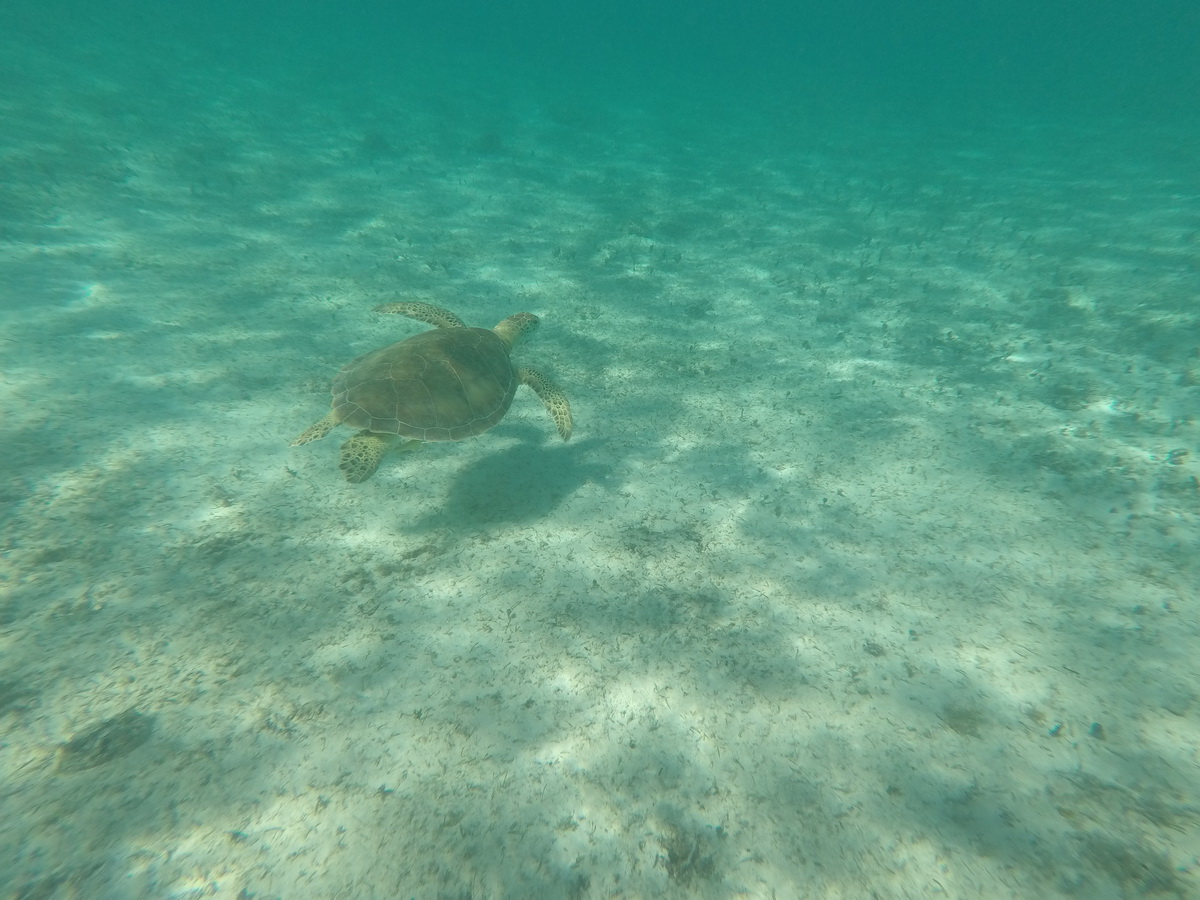 turtle swimming at grand bahama